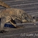 dragon_komodo_hsb_rinca_h_1095_kom2872.jpg